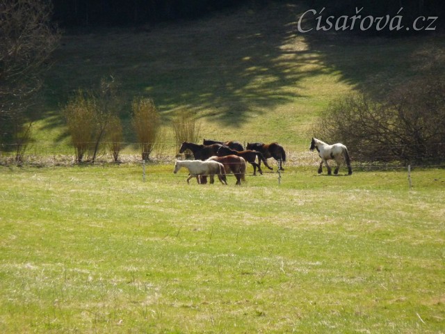 Stádo hřebců na poprvé letos na trávě, samozřejmě bylo veselo:-)