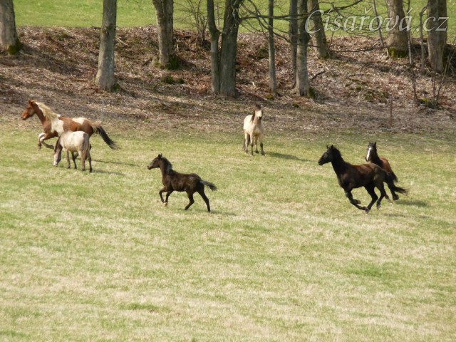 Stádo klisen poprvé letos na trávě, museli se také pořádně proběhnout:-)