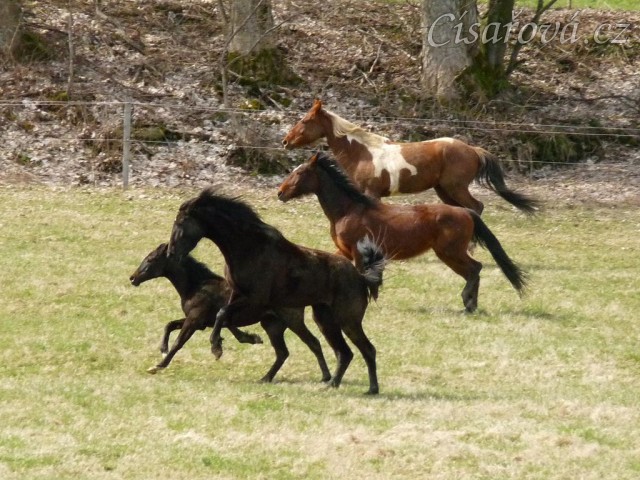 Stádo klisen poprvé letos na trávě, museli se také pořádně proběhnout:-)