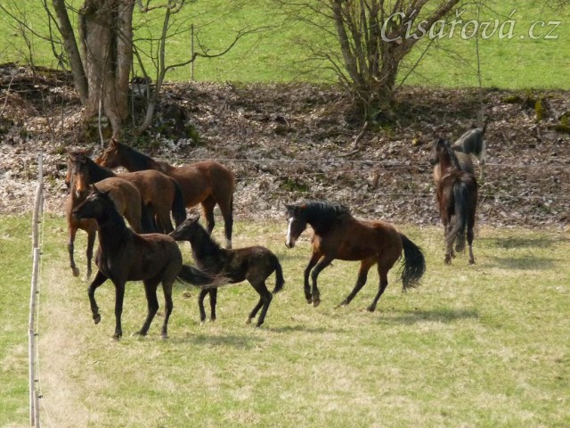 Stádo klisen poprvé letos na trávě, museli se také pořádně proběhnout:-)