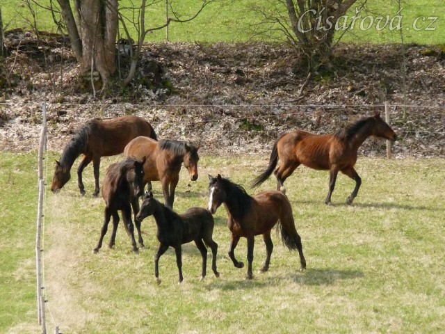 Stádo klisen poprvé letos na trávě, museli se také pořádně proběhnout:-)