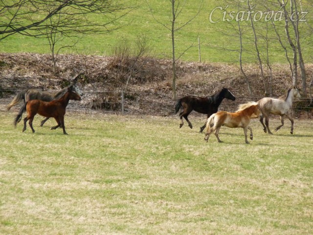 Stádo klisen poprvé letos na trávě, museli se také pořádně proběhnout:-)