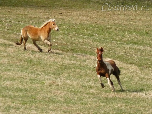 Tradičně nejvíc lítala Vikina:-)