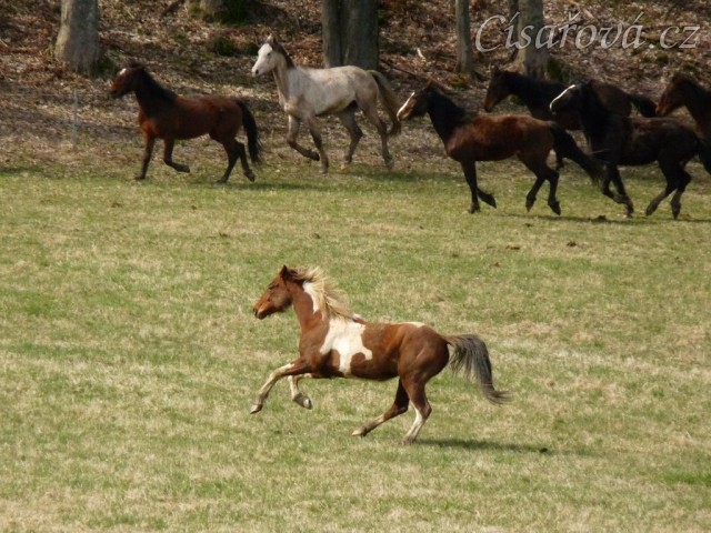 Stádo klisen poprvé letos na trávě, museli se také pořádně proběhnout:-)