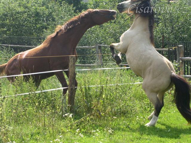 Vzpomínky na hřebčí léta, Galen udělal tak vysokou svíčku, že se ani nevešel do záběru :-)