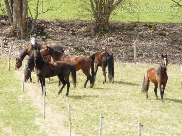 Stádo klisen poprvé letos na trávě, museli se také pořádně proběhnout:-)