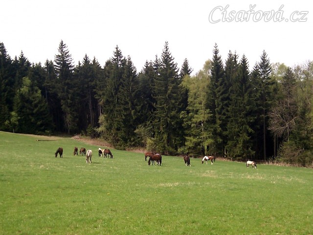 30.4.2012 - Tráva roste, takže koně hlavy ani nezvednou:-)