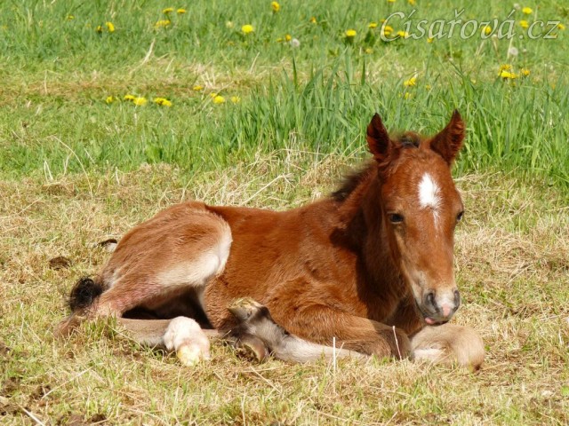 14.5.2012 - Greisy se narodil hřebeček:-) Porod zvládla sama, hřebeček do 10ti minut vstal a pak 2 hodiny běhal kolem, než se nám ho porařilo nasměrovat k mlíku:-)