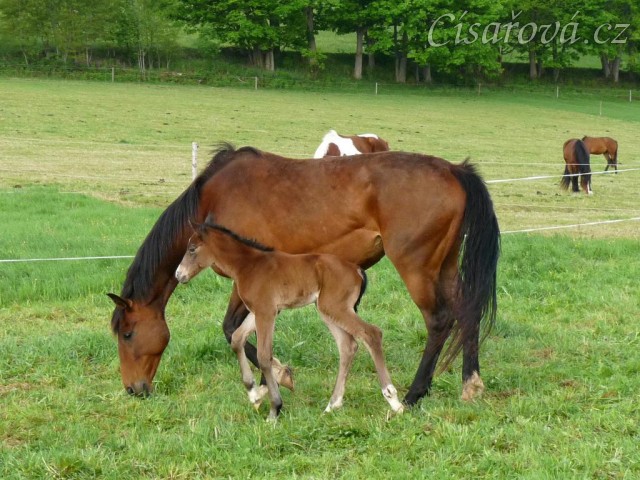 17.5.2012 - Ve 2:15 v noci se narodil druhý hřebeček. Bára zvládla porod sama a hřebeček brzy vstal a mlíko našel hned:-)
