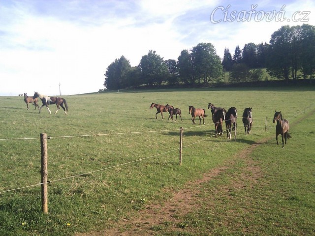 Stádo klisen, když přijde někdo nový, je vždy veselo:-)