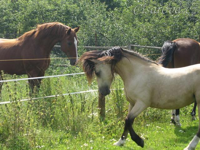 Vzpomínky na hřebčí léta, "to je moje kobyla!!"