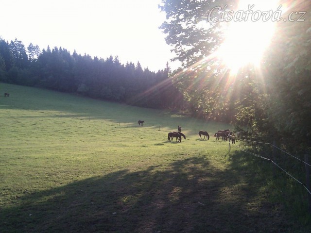 Stádo klisen při západu slunce