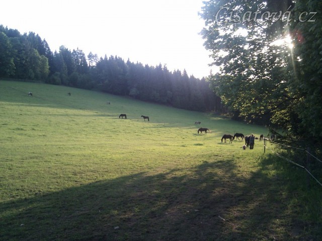 Stádo klisen při západu slunce