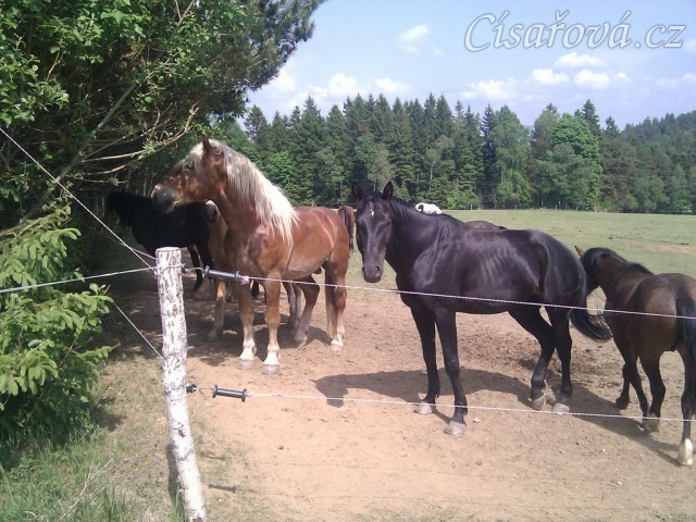 Stádo hřebců postává u východu