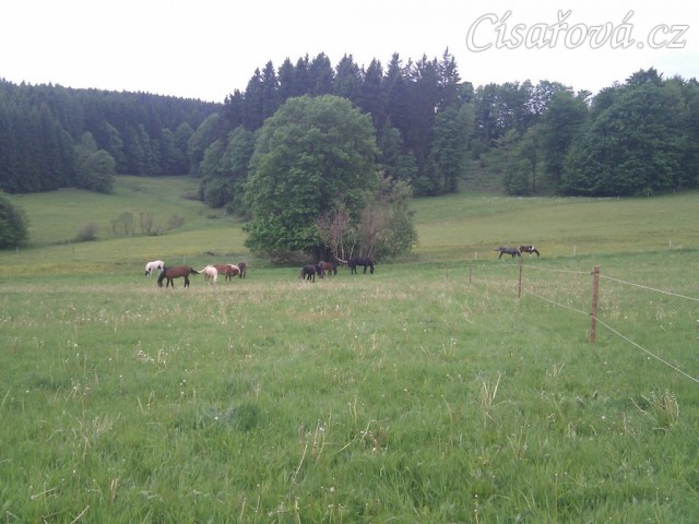Stádo hřebců po vypuštění na novou pastvinu