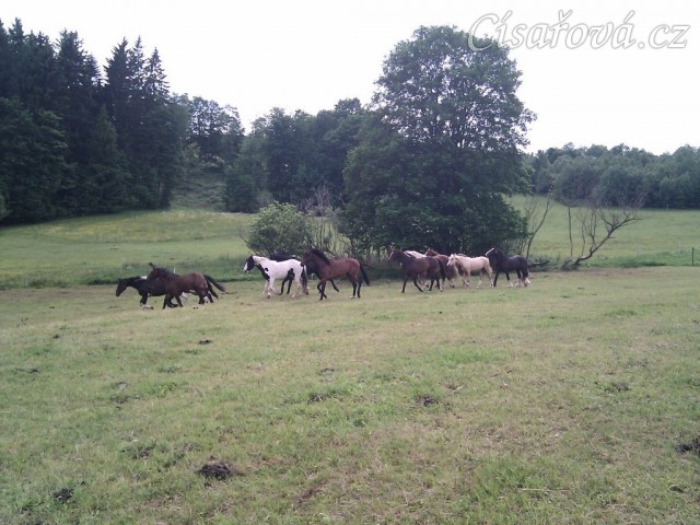 Stádo hřebců dovádí při příchodu nového člena stáda