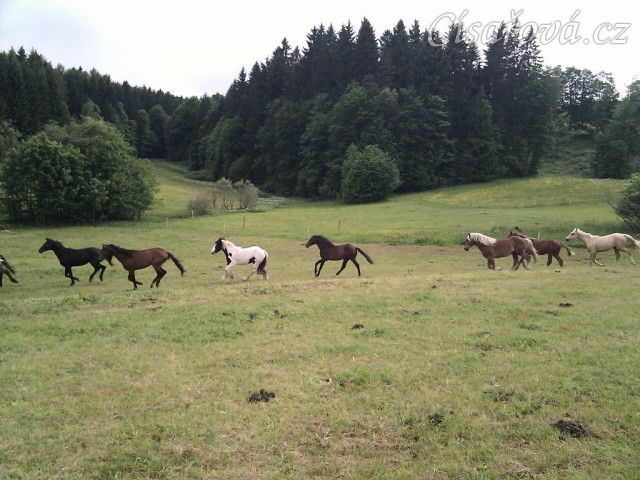 Stádo hřebců dovádí při příchodu nového člena stáda