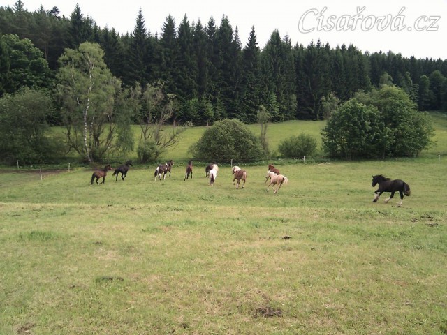 Stádo hřebců dovádí při příchodu nového člena stáda