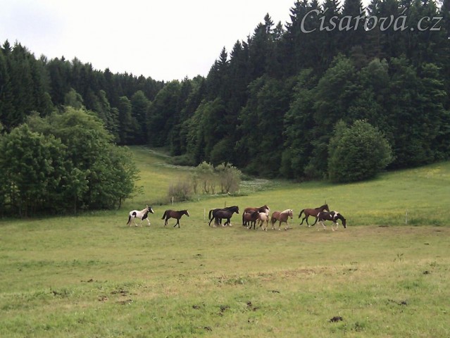 Stádo hřebců dovádí při příchodu nového člena stáda