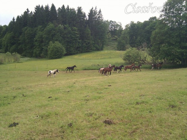 Stádo hřebců dovádí při příchodu nového člena stáda