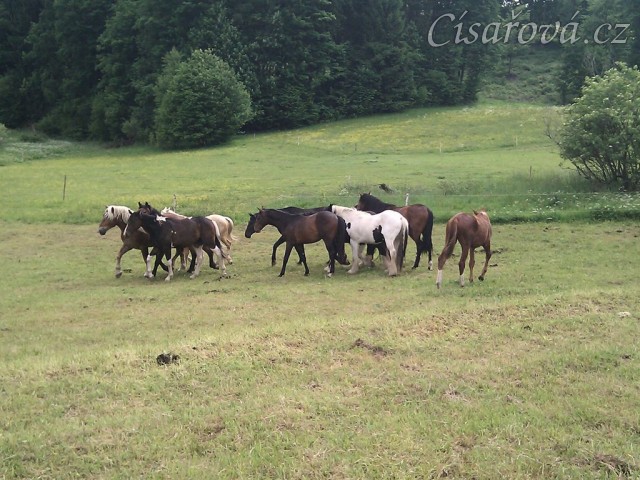 Stádo hřebců dovádí při příchodu nového člena stáda