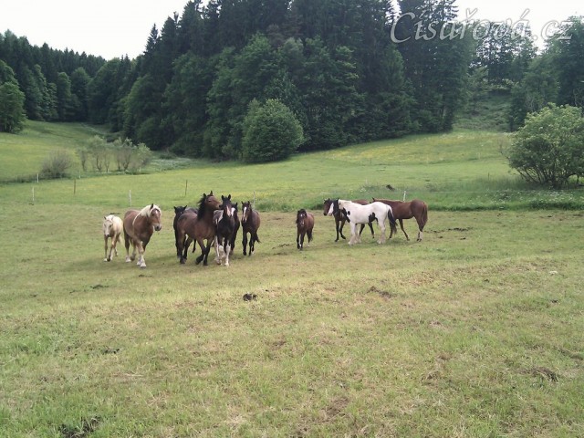 Stádo hřebců dovádí při příchodu nového člena stáda