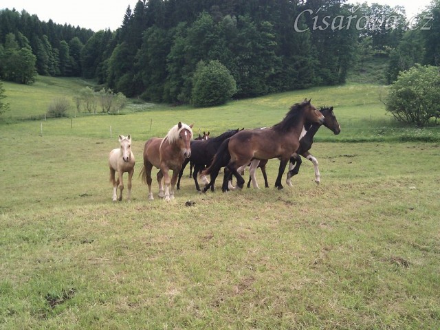 Stádo hřebců dovádí při příchodu nového člena stáda
