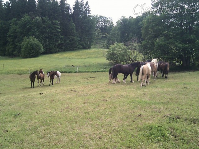 Stádo hřebců dovádí při příchodu nového člena stáda