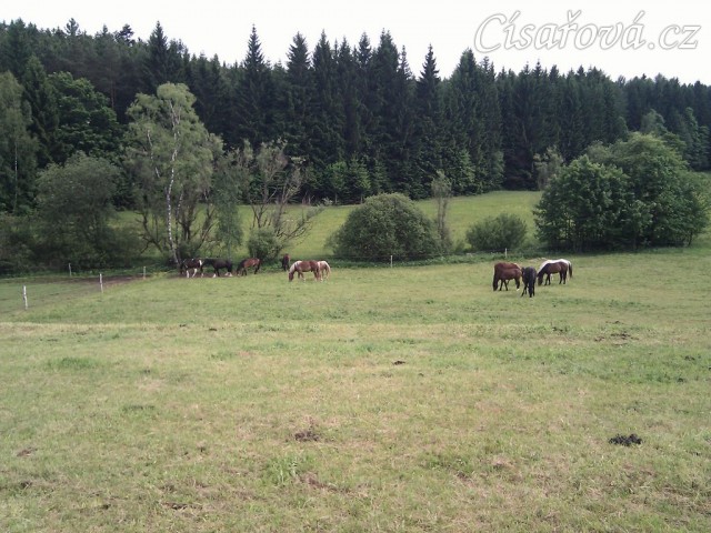 Stádo hřebců, pastva u potoka