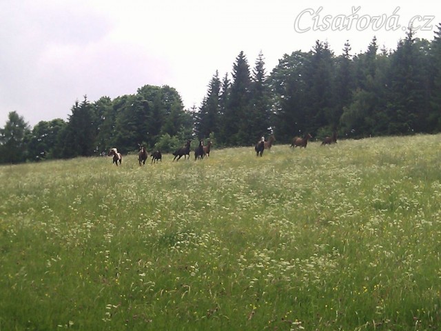 Stádo klisen dovádí při vypuštění na novou pastvinu