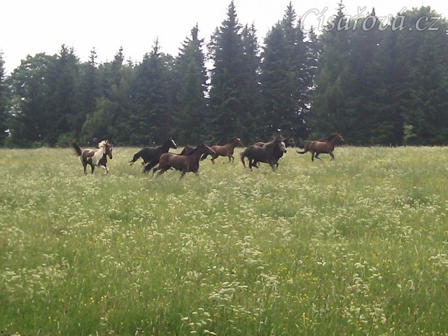 Stádo klisen dovádí při vypuštění na novou pastvinu