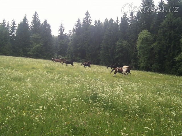 Stádo klisen dovádí při vypuštění na novou pastvinu
