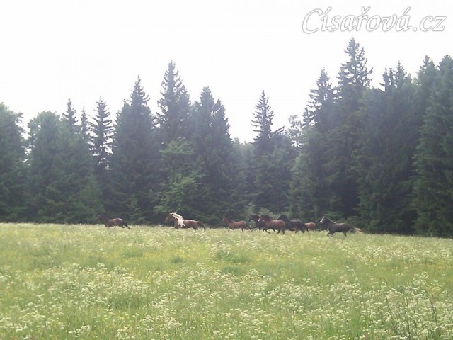 Stádo klisen dovádí při vypuštění na novou pastvinu