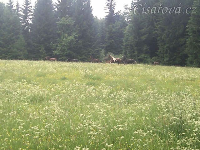 Stádo klisen dovádí při vypuštění na novou pastvinu
