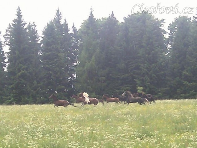 Stádo klisen dovádí při vypuštění na novou pastvinu