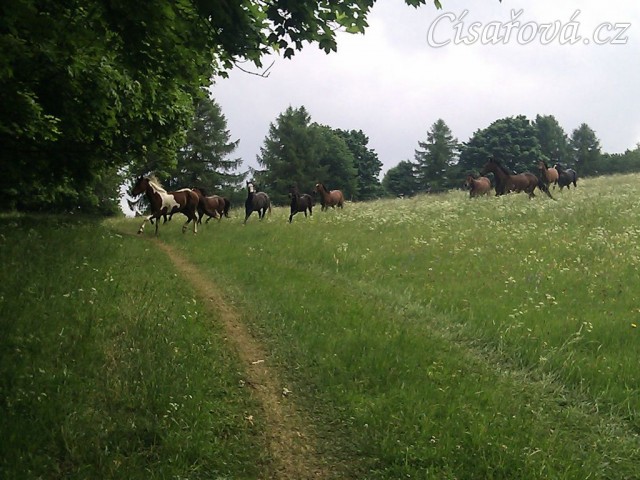 Stádo klisen dovádí při vypuštění na novou pastvinu