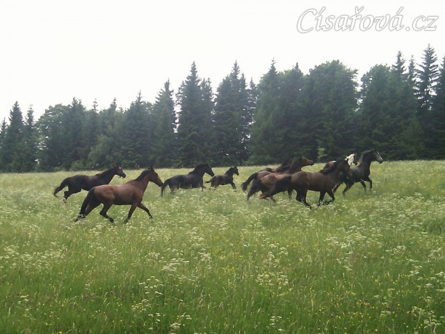 Stádo klisen dovádí při vypuštění na novou pastvinu