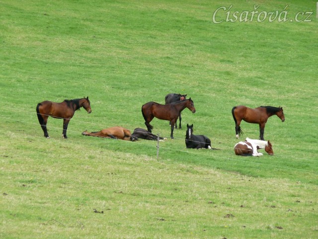 Stádo klisen odpočívá