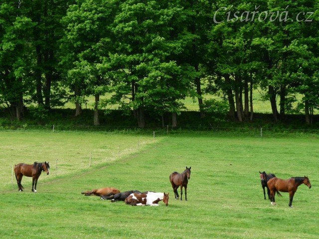 Stádo klisen odpočívá