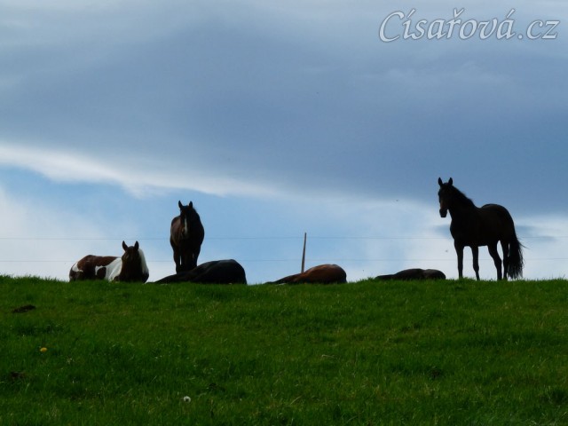 Stádo klisen odpočívá