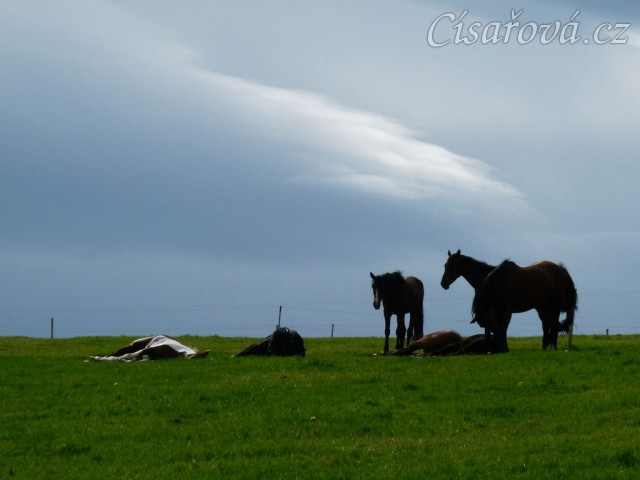 Stádo klisen odpočívá