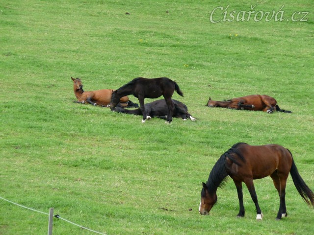 Stádo klisen odpočívá