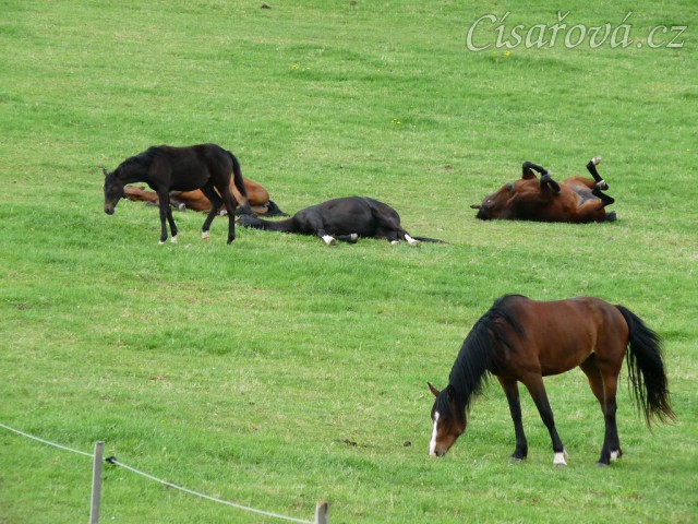 Stádo klisen odpočívá