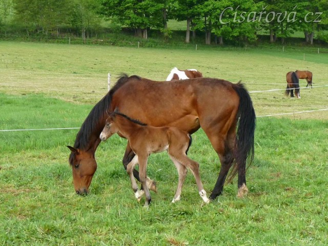Baloo pár hodin po narození