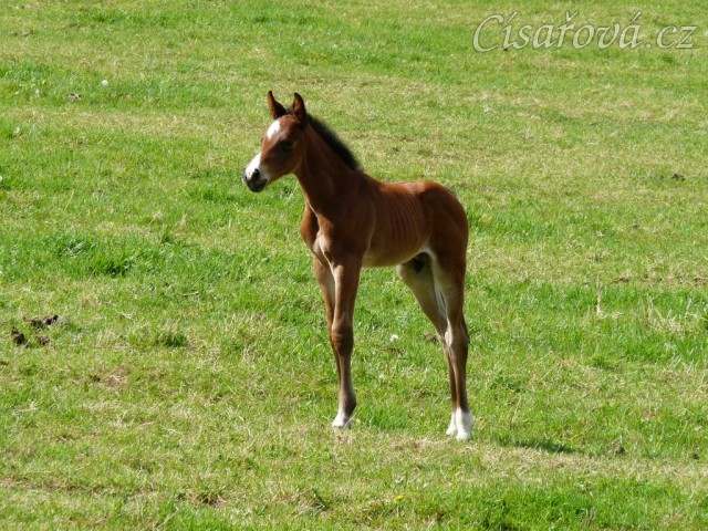 Baloo 10 dní starý