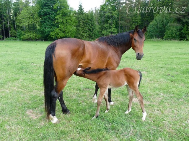 Baloo 10 dní starý