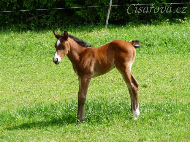 Baloo 10 dní starý