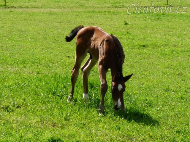 Baloo 10 dní starý