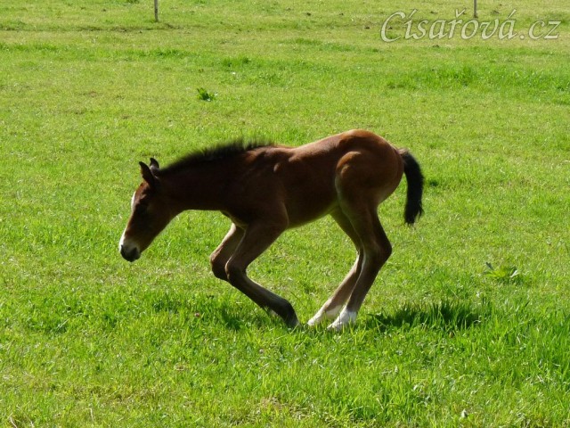 Baloo 10 dní starý
