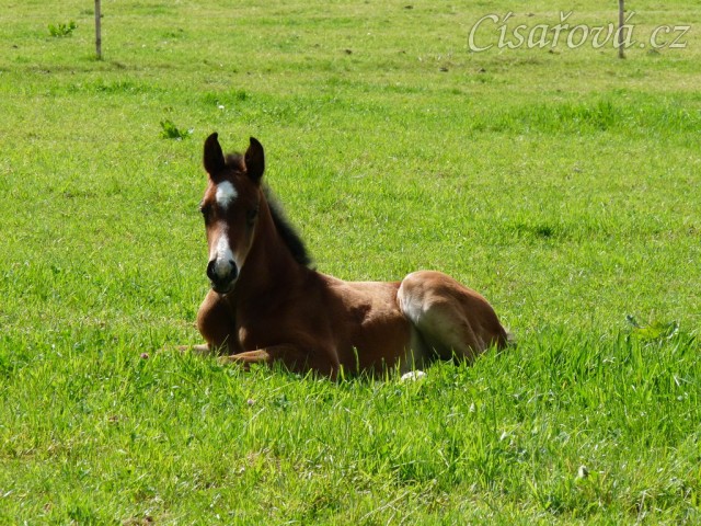 Baloo 10 dní starý